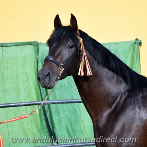 Dominante