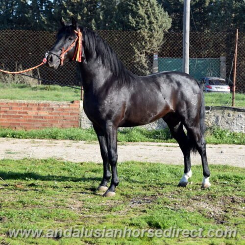 Faraon black