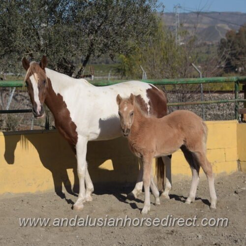 India with filly