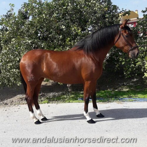 Romera AP