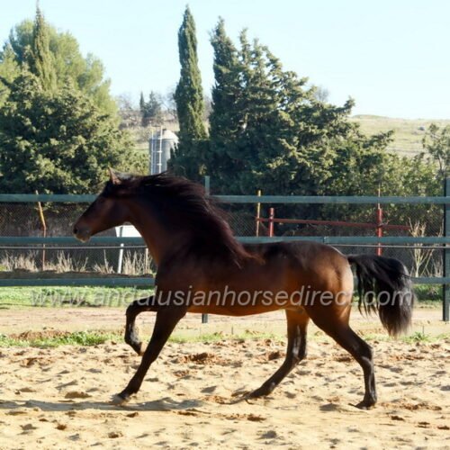 Deseado CCCXI