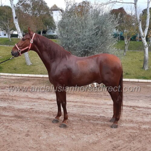 Andalusian Horses For Sale in UK & Spain Huge Range + Free Advice