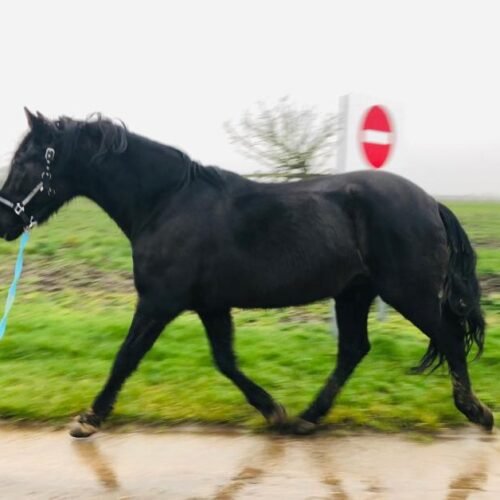 Andalusian Horses For Sale in UK & Spain Huge Range + Free Advice