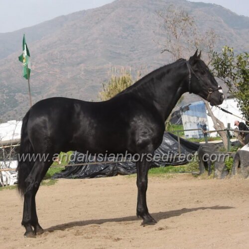 Andalusian Horses For Sale in UK & Spain Huge Range + Free Advice