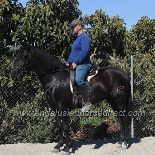 Andalusian Horses For Sale in UK & Spain Huge Range + Free Advice