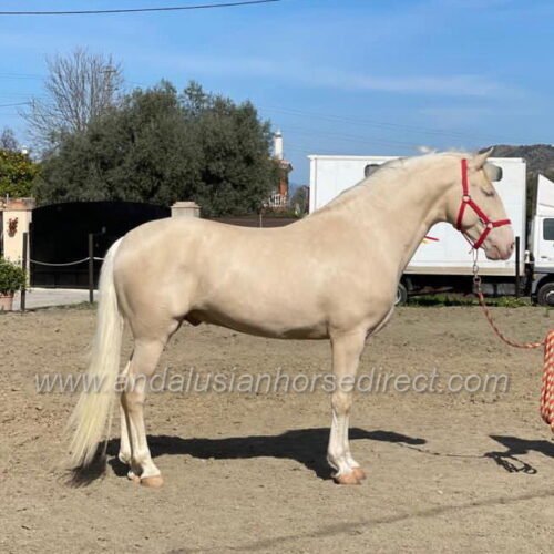 Andalusian Horses Cremello - Andalusian Horse Direct