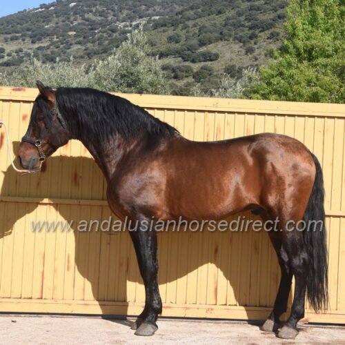 Andalusian Horses For Sale in UK & Spain Huge Range + Free Advice