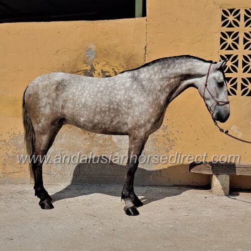 Andalusian Stallion, Dapple Grey - Deluxe 1:12 Scale Model (International  Release)