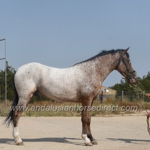 Andalusian Horses For Sale in UK & Spain - Huge Range + Free Advice