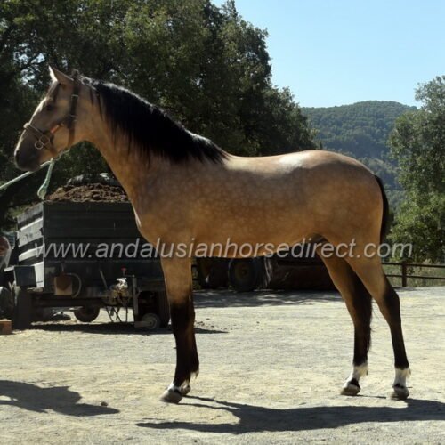 Buckskin Andalusian Horses