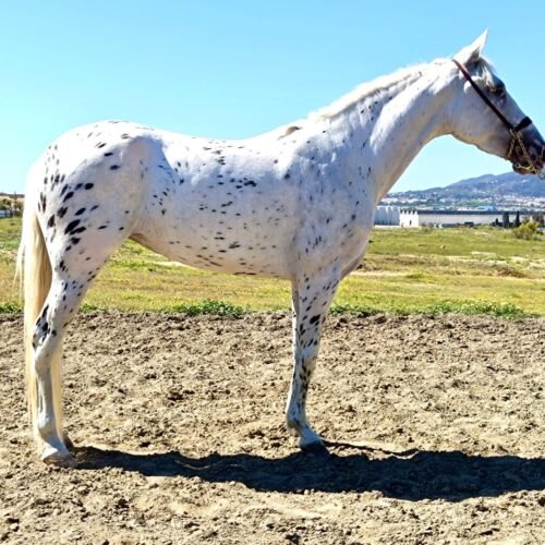 Lluvia – Appaloosa