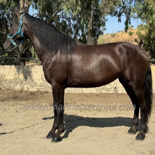 Kenia CLXVIII