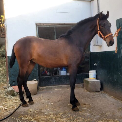 Valioso XV