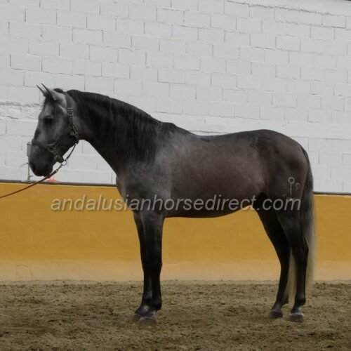 Safrisco Ancla II