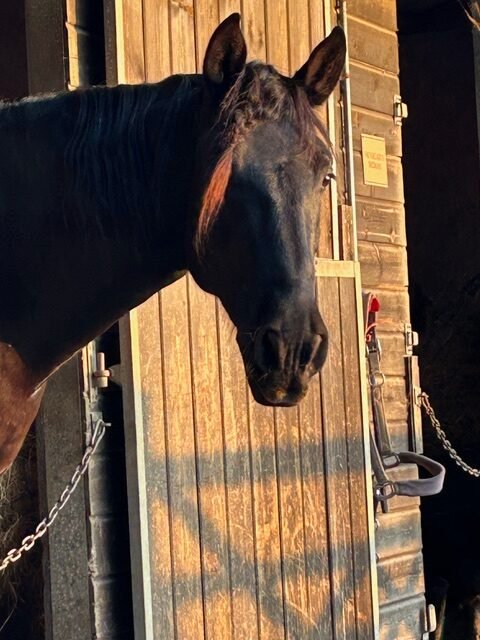 C61AE3E7 64AE 450D 8EEB FA40C1609E1A rotated