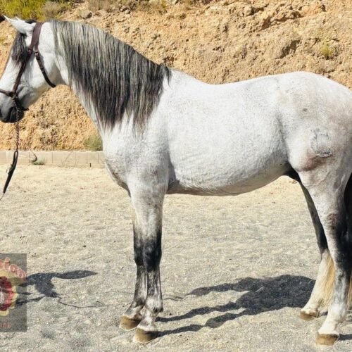 Belerofonte De Romeo