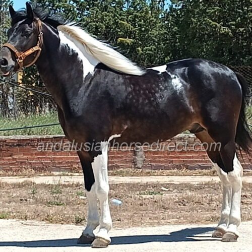 Faraon