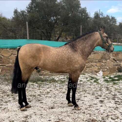 MD Jalisco
