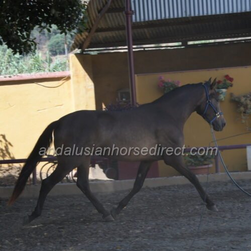 Panadora LA