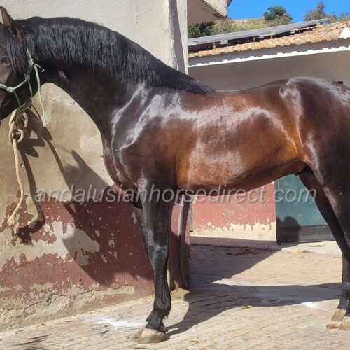 Valioso XV