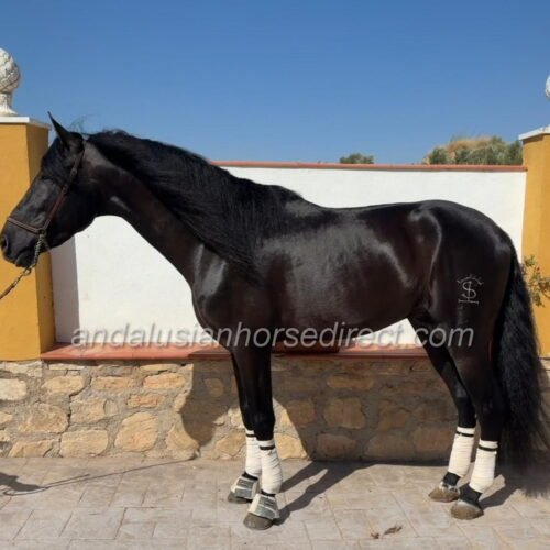 Negrito Yedra