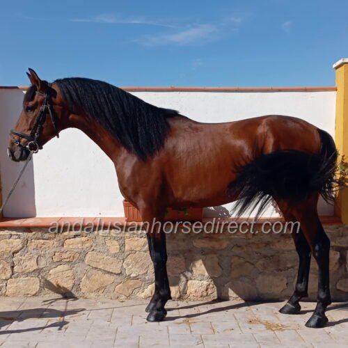 Cautivo SIF