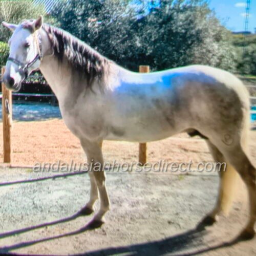 Farruco CLXXIII