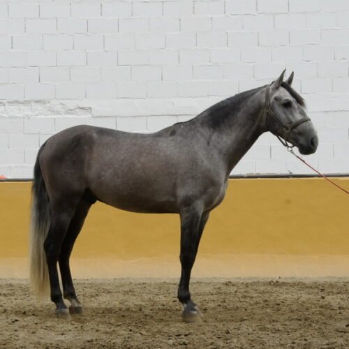 Safrisco Ancla II
